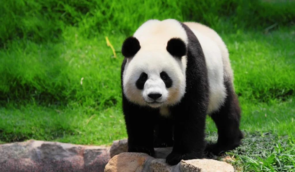 1.San Diego Zoo–California