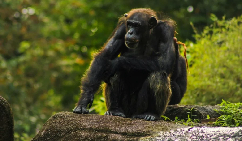 10.Woodland Park Zoo–Washington