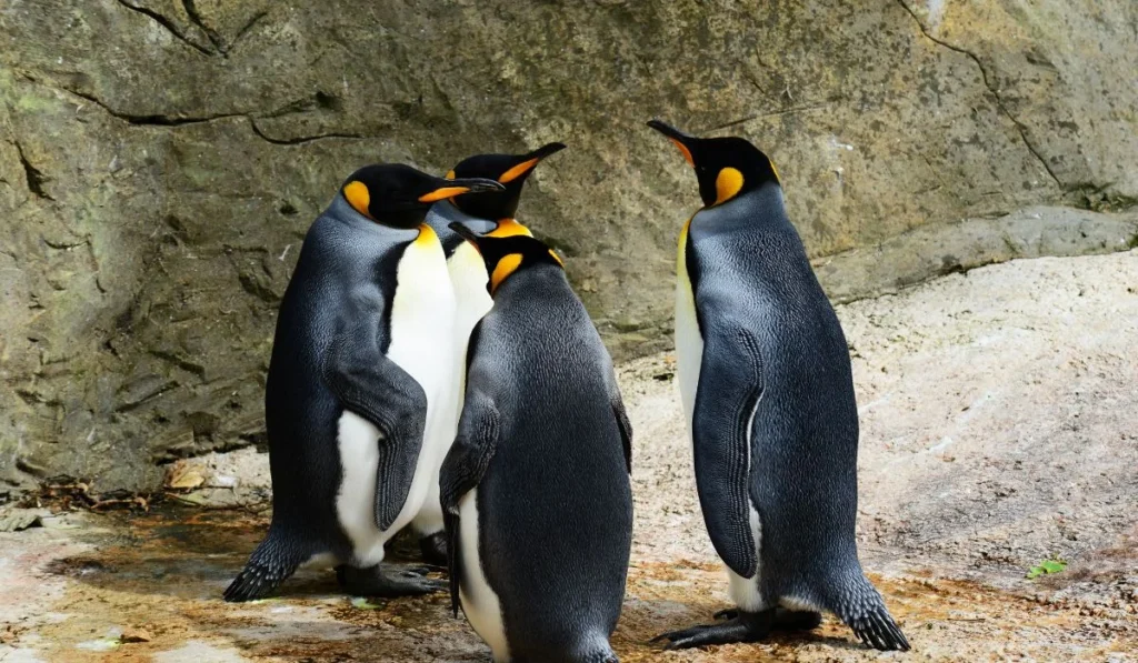 11.Memphis Zoo–Tennessee