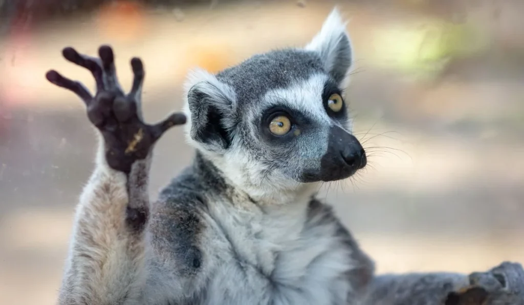 11.Memphis Zoo–Tennessee