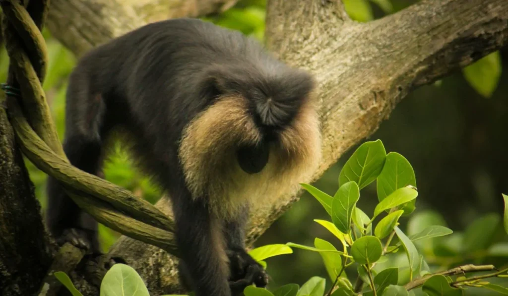 14.Audubon Zoo–Louisiana