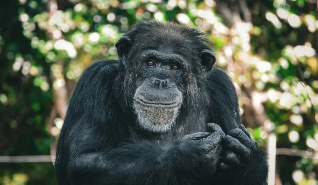 15.Alaska Zoo–Alaska