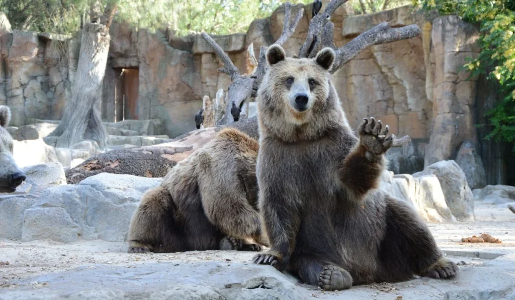2.Smithsonian’s National Zoo–Washington, D.C.