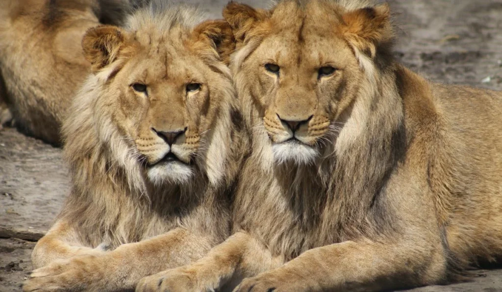 3.Omaha’s Henry Doorly Zoo–Nebraska