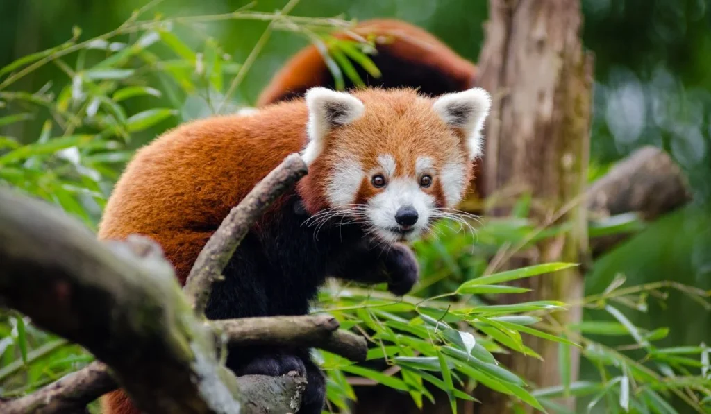 4.Columbus Zoo & Aquarium–Ohio