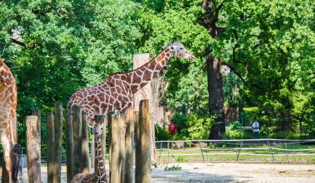 5.Bronx Zoo–New York