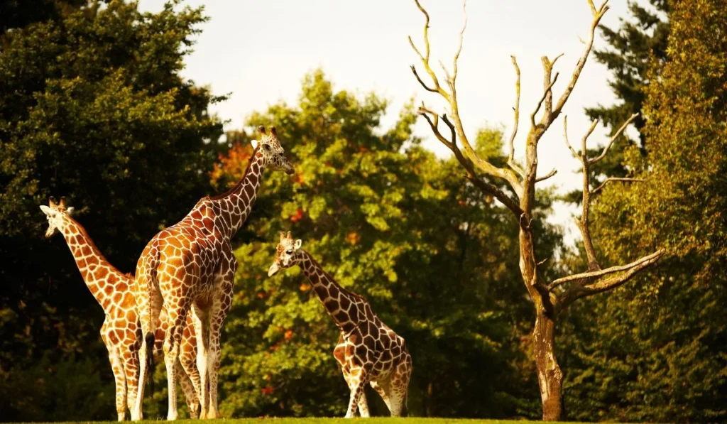 7.Denver Zoo–Colorado