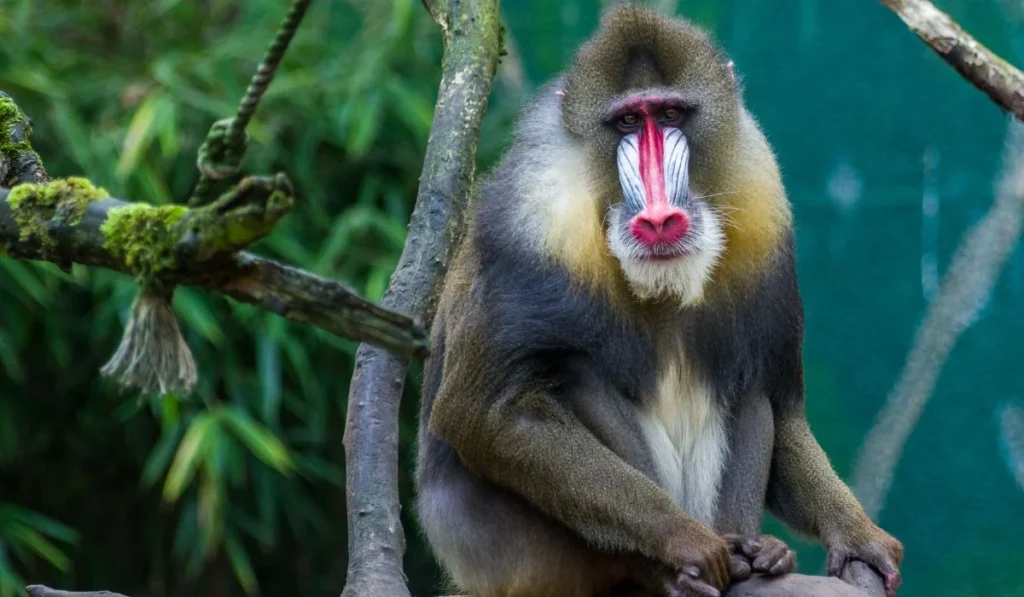 8.Houston Zoo–Texas
