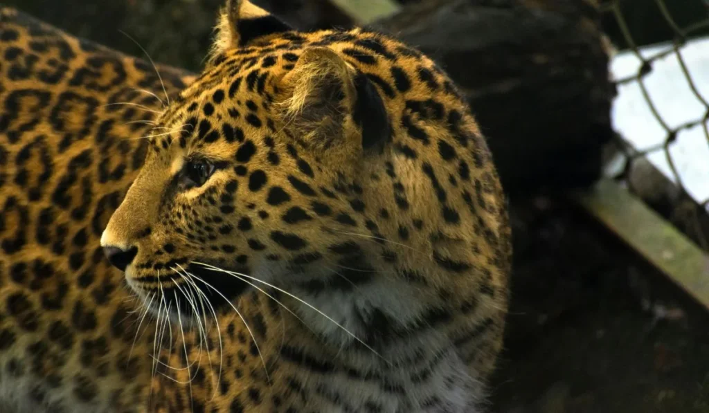 9.Zoo Miami–Florida